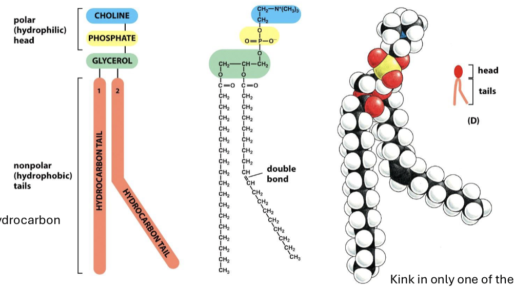 <p>the most abundant phospholipid, made up of a head with a glycerol, phosphate, and choline group and hydrocarbon nonpolar chains (one straight and one with double bond kink)</p>