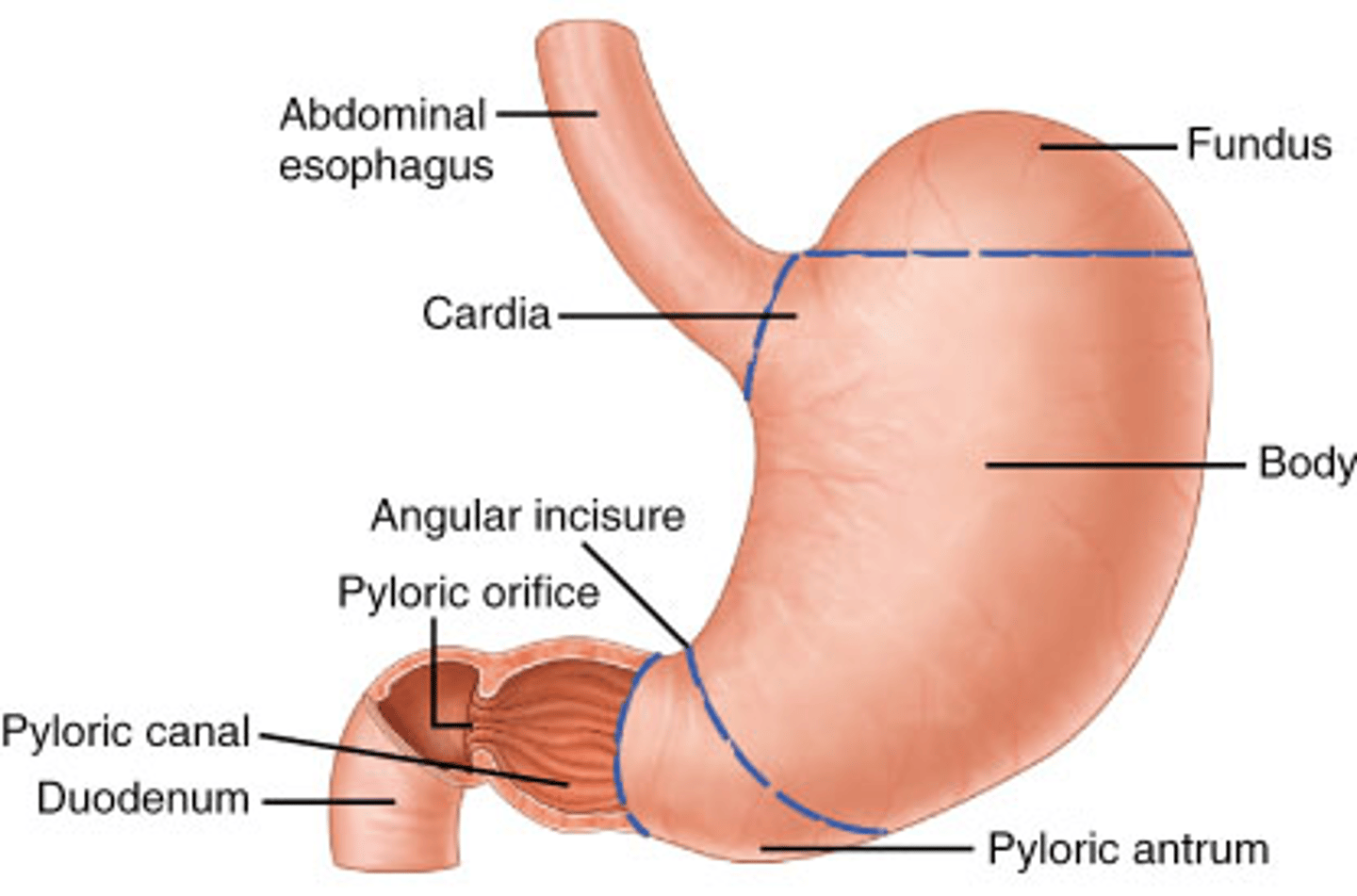 <p>Where are pyloric glands located?</p>