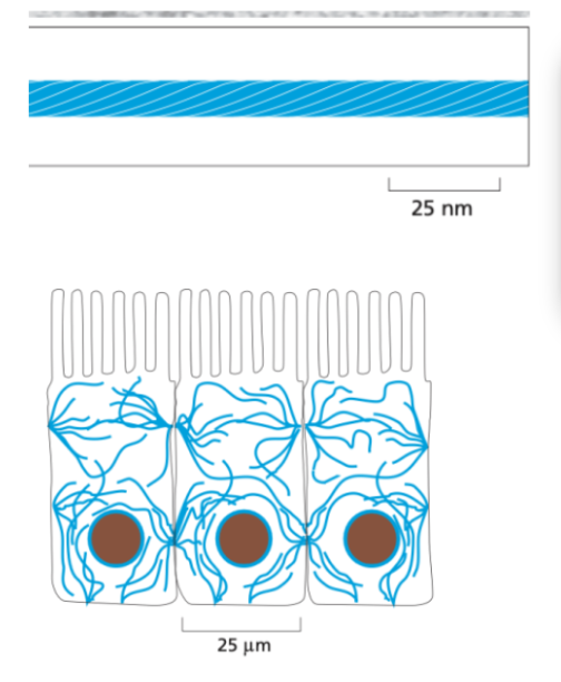 <ul><li><p><span style="background-color: transparent;">They are made of fibrous proteins that assemble into rope-like fibres, which are both flexible and tough.</span></p></li><li><p><span style="background-color: transparent;">This rope-like arrangement allows them to withstand stretching and mechanical strain without breaking.</span></p></li><li><p><span style="background-color: transparent;">These filaments are non-polar and less dynamic than the other filaments. This stability allows them to form long-lasting networks that span the cytoplasm and connect cell-cell junctions.</span></p></li></ul><p><span style="background-color: transparent;"><u>At the mechanical level:&nbsp;</u></span></p><ul><li><p><span style="background-color: transparent;">Intermediate filament proteins first form coiled-coil dimers, which then assemble into tetramers.</span></p></li><li><p><span style="background-color: transparent;">Multiple tetramers (about 8) associate laterally to form a thick, stable filament.</span></p></li><li><p><span style="background-color: transparent;">This layered, staggered assembly distributes force, resulting in the filament being highly resistant to breakage.</span></p></li></ul><p></p>