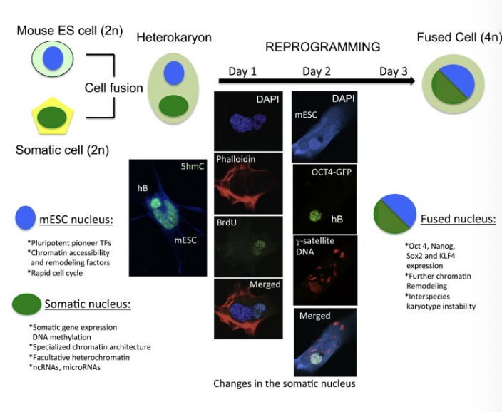 <p>it’s where two nuclei share a cytoplasm but don’t cycle. It’s caused by cell fusion</p>