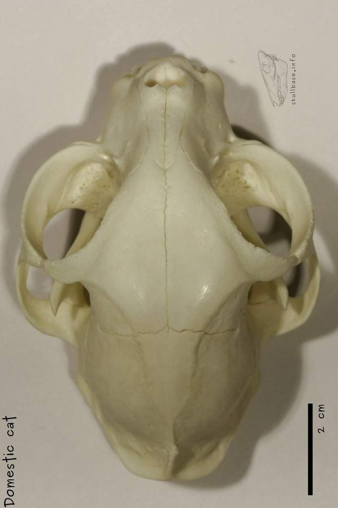 <p>No discernible movement, rigid structure for protection</p><p>Bones joined by fibrous material, connecting bones along suture lines</p><p>Bones of skull fibrous joints, some degree movement during birth, fusing to provide solid cavity around brain</p>