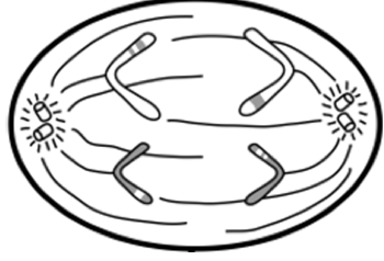 <p>What stage of meiosis is this?</p>