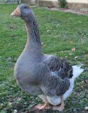 <p>welk type gans is dit</p>