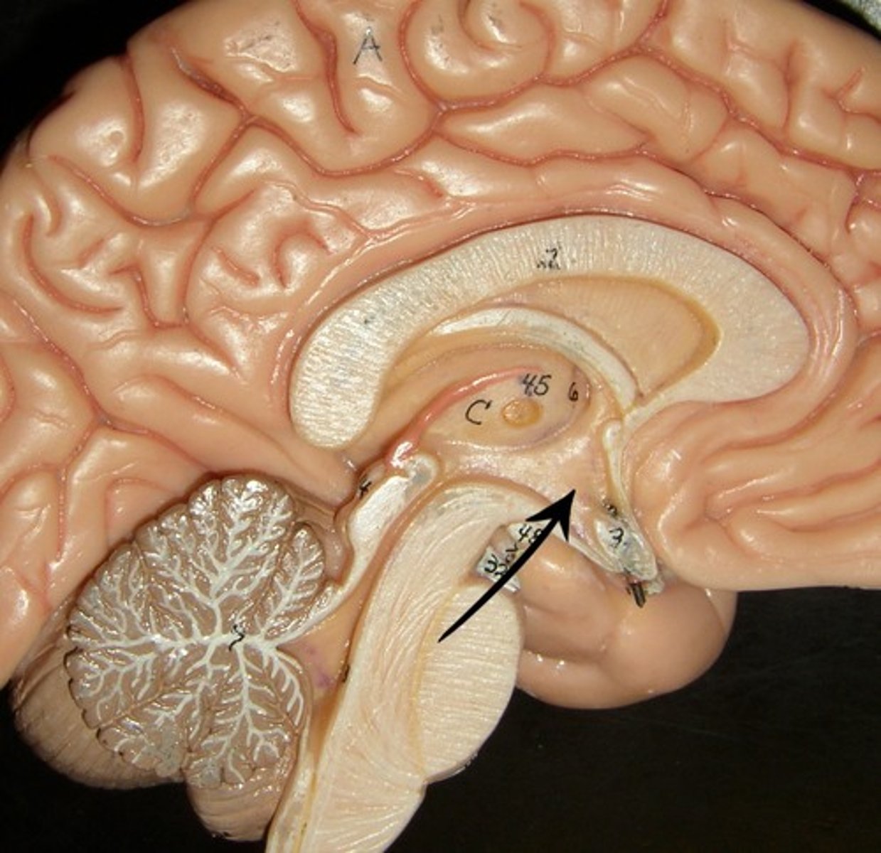 <p>hypothalamus</p>
