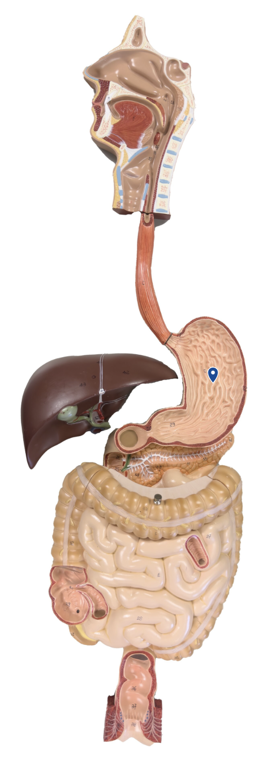 <p>Name these folds in the stomach.</p>