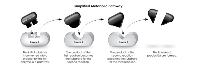<p>a series of enzyme controlled chemical reactions, initial substrate is modified by the first enzyme to form a product, becoming a substrate for the next reaction acted on by another enzyme (until a final product is reached). once surplus of final product is made, end product goes back to inhibit the first enzyme from producing more</p><p><strong>→ this process is essential for producing and breaking down many compounds in the cell</strong></p><p><strong><em>protein synthesis helps code enzymes</em></strong></p><p></p><p><u>understanding metabolic pathways</u></p><p>names next to arrows = enzymes</p><p>first name = first substrate</p><p>last name = final product</p>