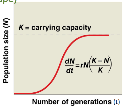 <ul><li><p><strong>Logistic model</strong>: <strong>Exponential </strong>growth <strong>cannot </strong>be <strong>sustained </strong>for <strong>long </strong>in any population (S-shape)</p></li></ul><ul><li><p><strong>Carrying capacity (K)</strong>: The <strong>maximum population </strong>size the <strong>environment </strong>can <strong>support</strong></p></li><li><p>Population growth slows as it nears <strong>carrying capacity</strong></p></li><li><p><strong>dN/dt = rN((K-N)/K)</strong> Where d = delta difference (?), N = population size, t = number of generations, K= carrying capacity and r = intrinsic rate of increase of the population</p></li></ul><ul><li><p>Some populations <strong>overshoot K before settling </strong>down to a relatively stable density</p></li></ul><p></p>