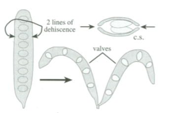 <p>2 lines of dehiscence</p>