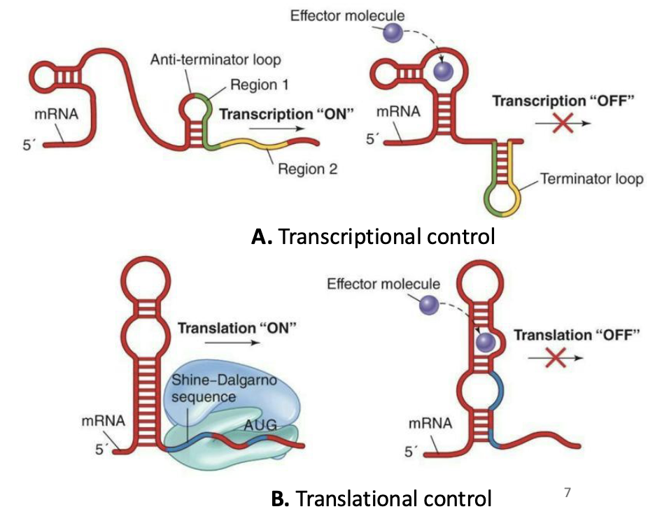<p><strong>Control of transcription by mRNA secondary structure: Riboswitches</strong></p><ul><li><p>Messenger RNA can bind <strong><em>effector molecules</em></strong> such as vitamins or amino acids that regulate gene expression</p></li><li><p>Transcription riboswitches → affect RNA polymerase activity (whether mRNA is made).</p></li></ul><ul><li><p>Translation riboswitches → affect (inhibit) ribosome activity (whether mRNA is translated into protein).</p></li></ul><p></p>