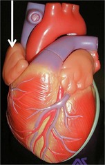 <p>Identify the structure</p>