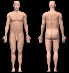 <p>wrist region</p>