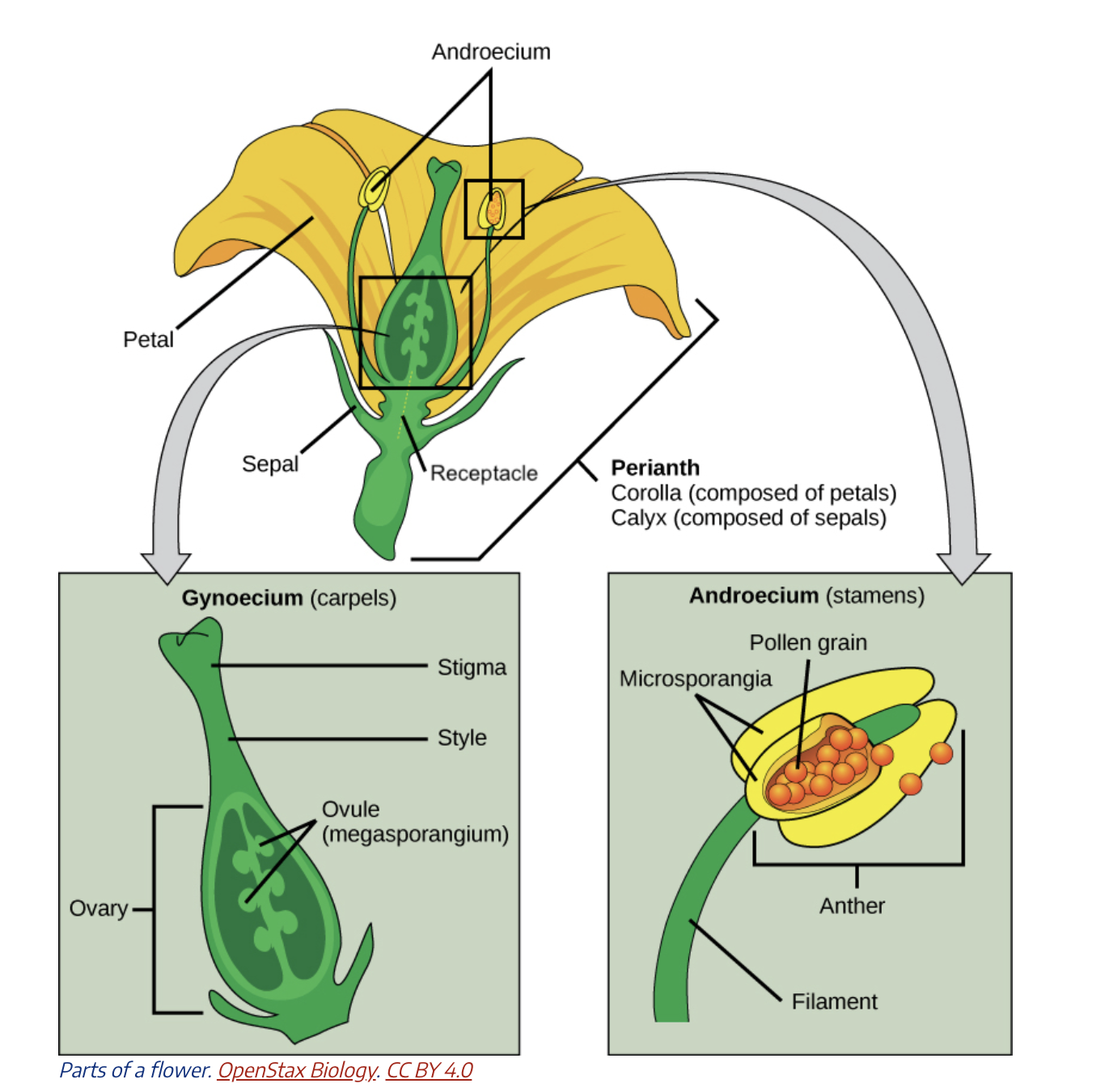 <p></p><ul><li><p>The stigma (tip of tube) can recognise whether pollen is from the same species through species-specific chemical interactions</p></li></ul><ul><li><p>Only compatible pollen can germinates and grow a pollen tube</p></li><li><p>Matching chromosome numbers allow successful fertilisation and seed formation</p></li></ul><p></p>