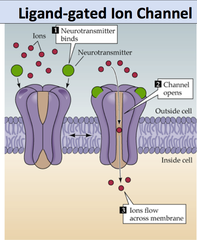 <p>Involved in the passive transport of ions but must be stimulated by a neurotransmitter; ions go down the electrochemical gradient (high to low concentration, to the opposite charge)</p>
