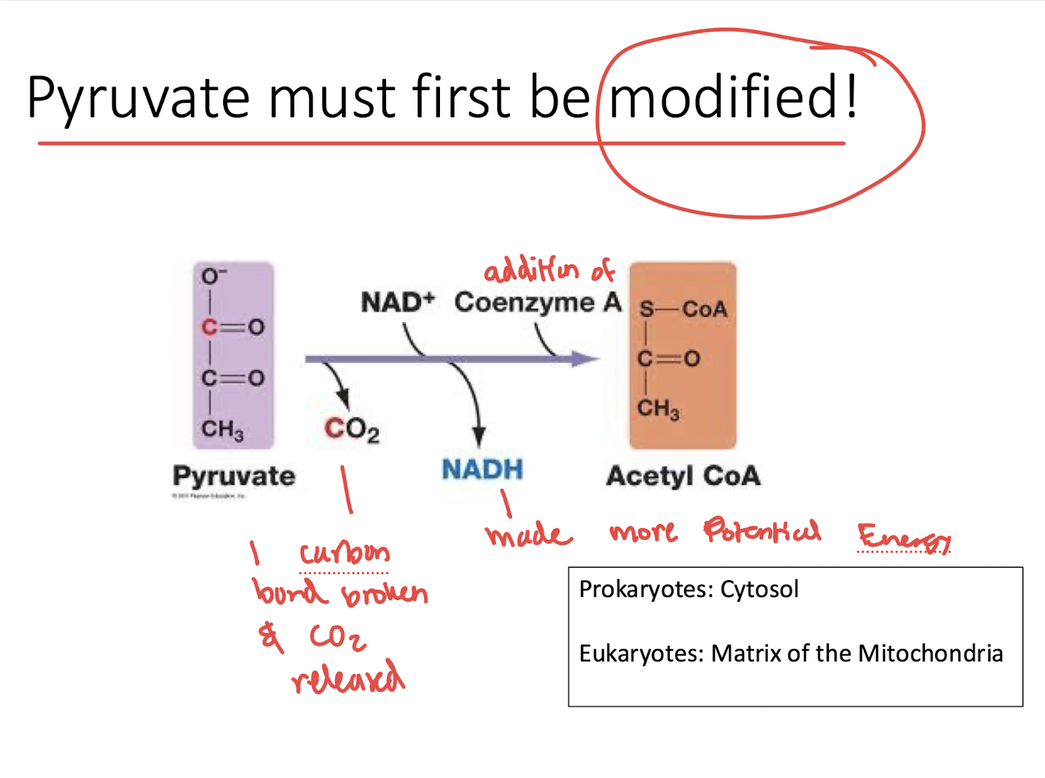 <ul><li><p>shuttled into matrix of mitochondria (cytoplasm of mitchondria) </p></li></ul><p>—> must first be modified!</p><ul><li><p>1 carbon bond broken &amp; CO2 released</p></li><li><p>NADH produced from NAD+</p></li><li><p>Addition of coenzyme results in: Acetyl CoA!</p></li></ul><p></p>