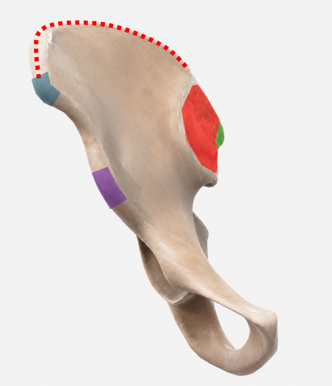 <p>what is the name of the red highlighted region?</p>