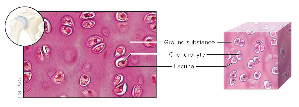 <p><strong>Hyaline Cartilage</strong></p><p></p>
