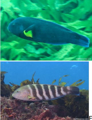 <p>FISHES (Class Actinopterygii) Sevenband wrasse </p>