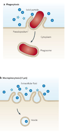 <p>Cell eating is the ingestion of particles by specialized cells (neutrophils, macrophages).</p><p>Cell drinking is the ingestion of drops or small particles (<1 micro. m) by all cells. </p>