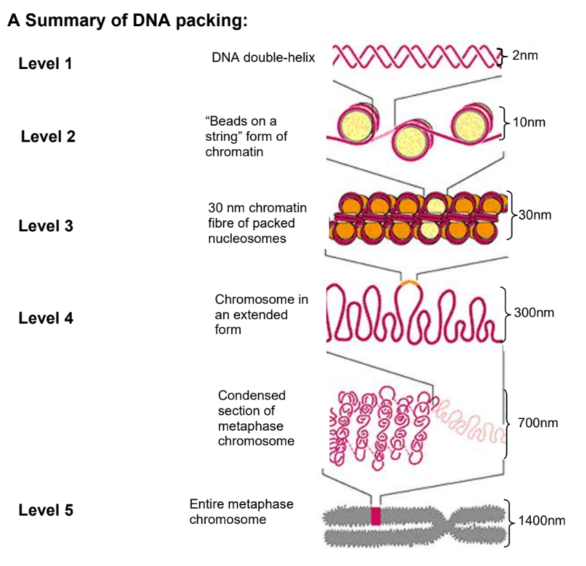 <p>A human cell contains 46 chromosomes (excluding gametes):</p><ul><li><p>Each chromosome is a single DNA molecule bundled up with various proteins.</p></li><li><p>We inherit 23 chromosomes from each parent (2×23)</p><ul><li><p>Each set of 23 chromosomes encodes a complete copy of our genome and is made up of 6 × 10<sup>9</sup> nucleotides (or 3 × 10<sup>9</sup> base pairs).</p></li><li><p>Genome = 22 pairs of autosomes + 1 pair of sex chromosome = 46 chromosomes</p></li></ul></li><li><p>If the DNA in a human chromosome were stretched as far as it would go without breaking, it would be about 5 cm long</p><ul><li><p>The 46 chromosomes (combined) in all represent about 2m of DNA</p></li></ul></li></ul><p></p><p>For each chromosome to be properly distributed to each daughter cell during cell and nuclear division, they must condense into structures that are more easily managed</p><ul><li><p>A multilevel packing system that involves <strong>various proteins</strong> helping in the <strong>folding and condensation of DNA </strong>via a precise process is necessary to achieve a <strong>highly compact chromosome</strong></p></li></ul><p></p><p>Mitosis:</p><ol><li><p>Prophase → Replicate, then condense</p></li><li><p>Metaphase → The chromosomes (X- shape due to 2 DNA molecules within 1 chromosome) align perfectly along the center of the cell, an imaginary line known as the metaphase plate.</p></li><li><p>Anaphase → Pulling apart of chromosomes </p></li><li><p>Telophase → The separated chromosomes reach the opposite poles and begin to uncoil back into long, thin strands. A new nuclear envelope forms around each set of chromosomes, creating two distinct nuclei</p></li><li><p>Cytokinesis → Cell splits to from a parent cell to 2 daughter cells</p></li></ol><p></p>