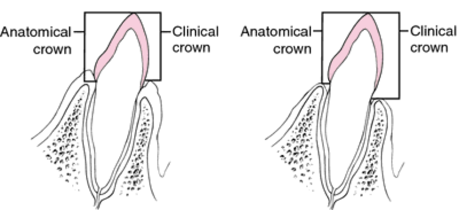 <p>Clinical root</p>