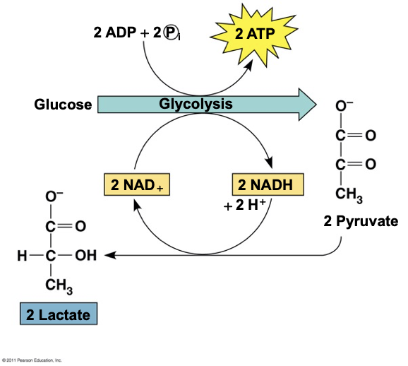 <p><span style="background-color: transparent;">Lactic acid fermentation</span></p>