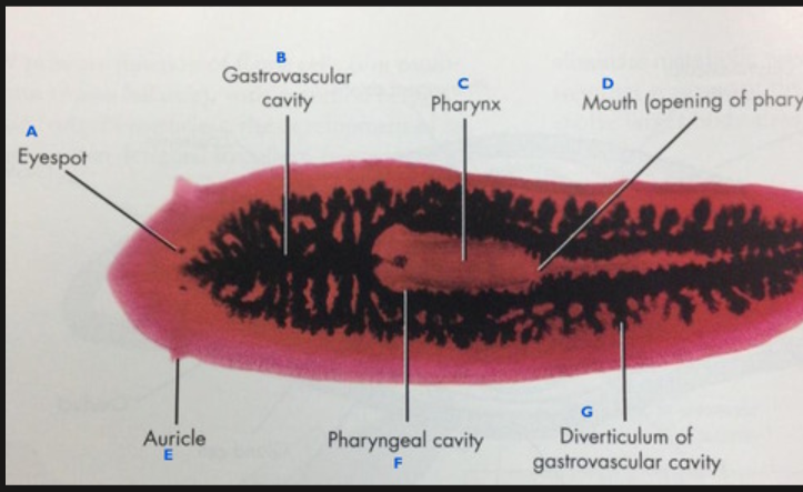 <ul><li><p>freshwater ponds</p></li><li><p>carnivore</p></li><li><p>sensory flaps on sides</p></li><li><p>pharynx can protrude from mouth</p></li></ul><p></p>