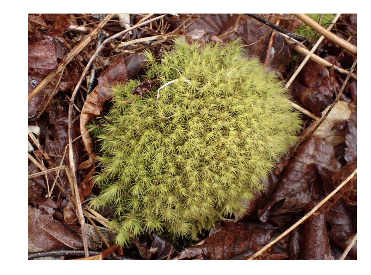 <p>What type of growth form is seen here?</p>