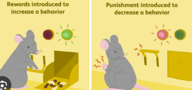 <p>Stimulus generalization (in operant conditioning)</p>
