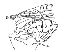 <p>Describe this camelid dystocia</p>