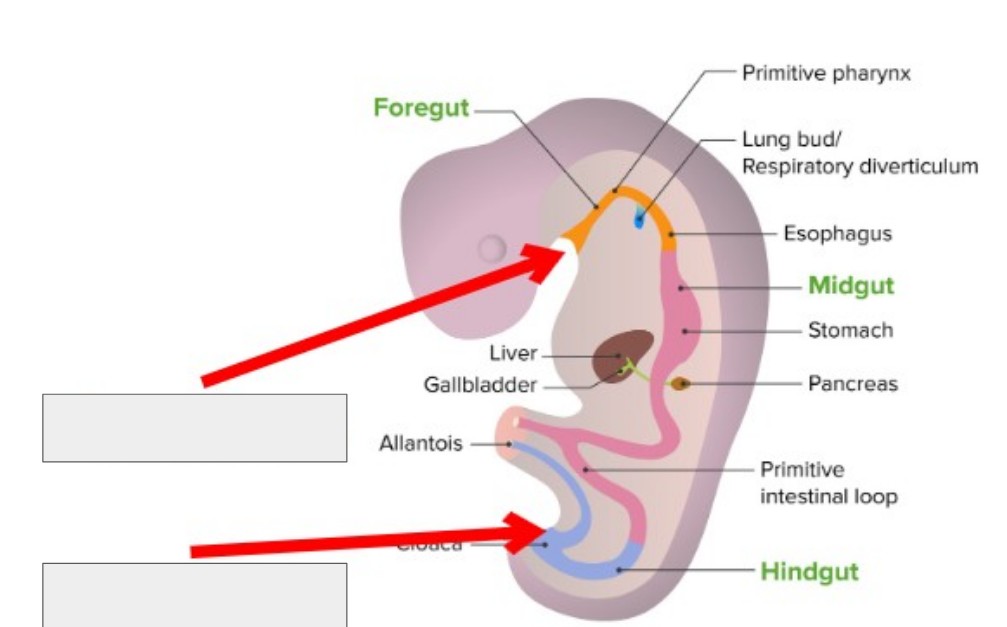 <p>What two embryological features are being pointed to in this image?</p>