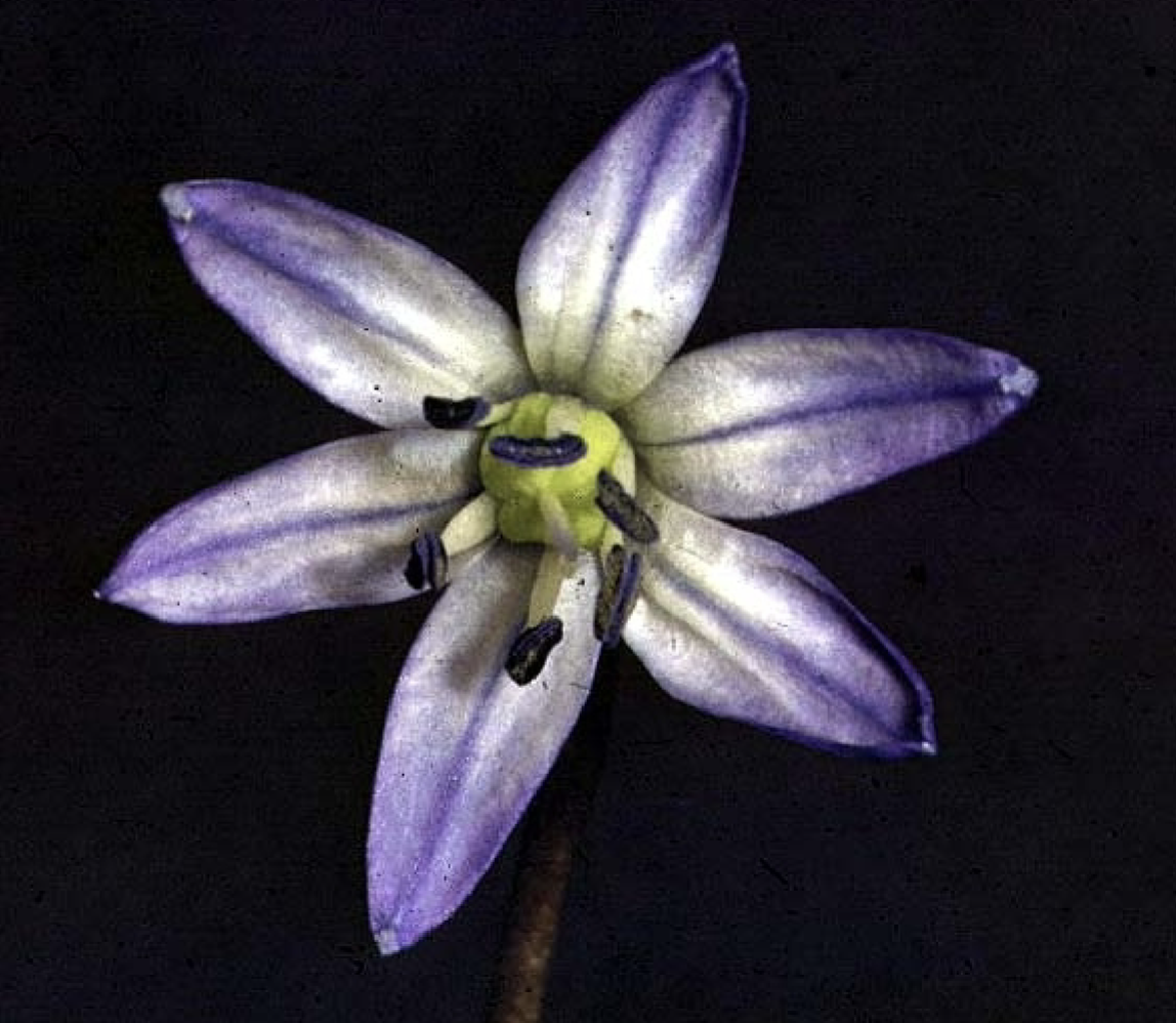 <p>Scilla siberica</p><p>Scilla</p><p>Asparagaceae</p><p></p><p>Separated petals</p><p>‘no fuzing’ unlike chionodoxa forbesii</p><p>No white center</p><p>Downward facing</p><p>Scilla think sin think non-white center </p>