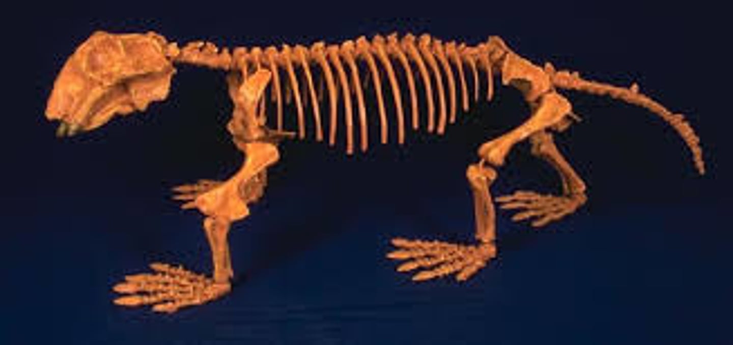 <p>Animals that have a backbone are called...</p>