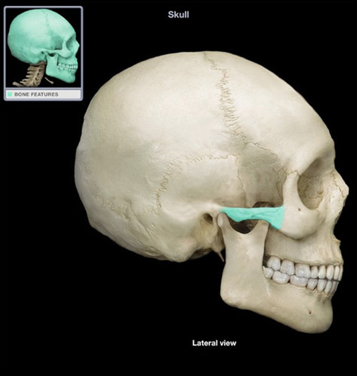 <p>the processes on the temporal and zygomatic bones; determines the widest part of the face</p>