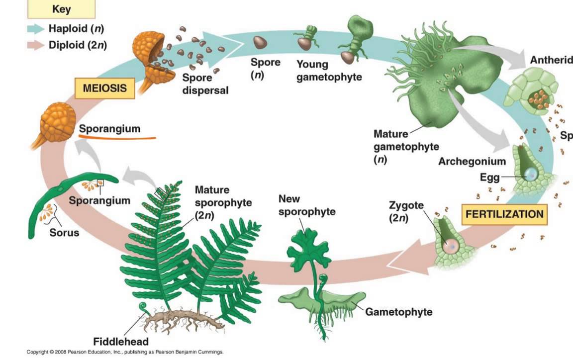 <p>Dominant sporophyte generation</p><p>Water required for sexual reproduction</p>