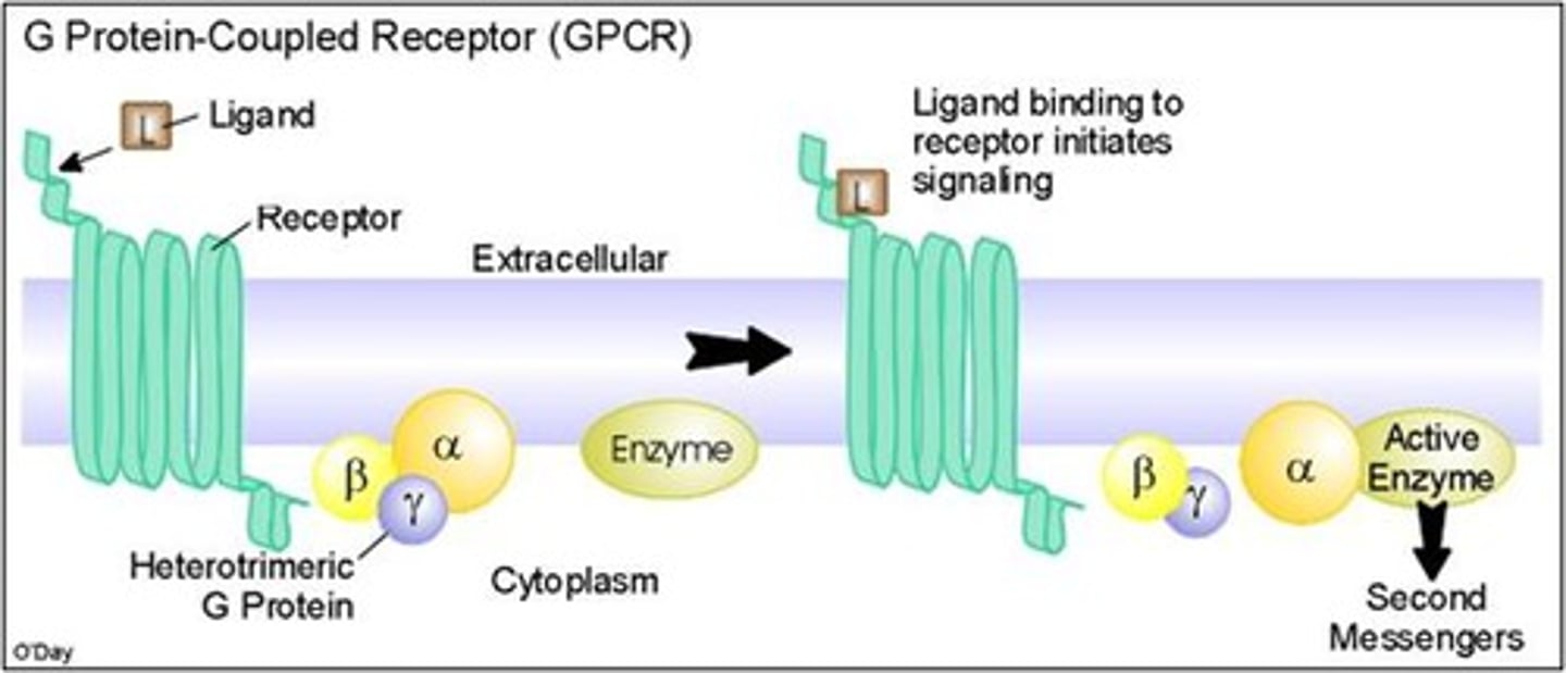 <p>Large family of integral proteins involved in signal transduction</p><p>Have 7 membrane spanning alpha helices</p><p>Each differs in their specificity of the ligand binding area</p><p>All utilize a heterotrimeric G protein structure</p>