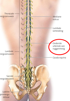 <p>= onderdeel onder het ruggenmerg dat bestaat uit een bundel van losse zenuwwortels (soort paardenstaart) </p><p></p>