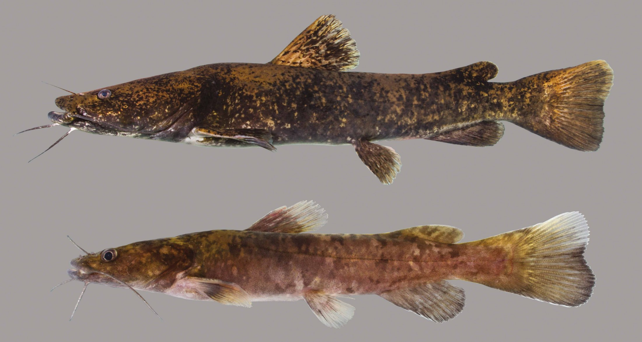 <p>Caudal fin is truncated.</p><p>Olive colored on its sides and dorsum, with a white to yellow underside. The eyes are small and the <strong>lower jaw prominently projects beneath the upper.</strong> The fins are otherwise brown, though the body's mottling may extend into the fins. The anal fin has round margin. </p><p>Can grow to a length of 155 cm (61 in)<sup> </sup>and may weigh up to 55.79 kg (123.0 lb), making it the second-largest North American catfish (after the blue catfish, <em>Ictalurus furcatus</em>).</p>