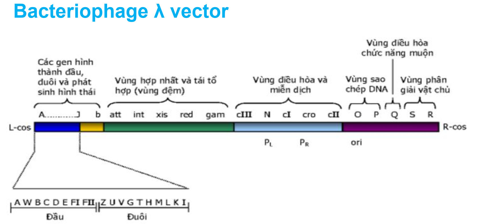 <p>Vector bacteriophage chèn đoạn gen vào đâu</p>