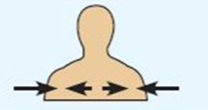 <ul><li><p>Between a more medial and a more lateral structure</p></li><li><p>The collarbone is intermediate between the breastbone and shoulder</p></li></ul><p></p>