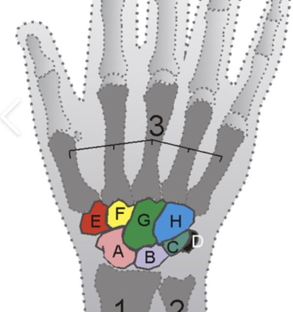 <p><span style="background-color: transparent; font-family: "EB Garamond", serif;"><span>wrist, is a flexible joint made up of eight small, irregular bones called carpals, held together by ligaments</span></span></p>