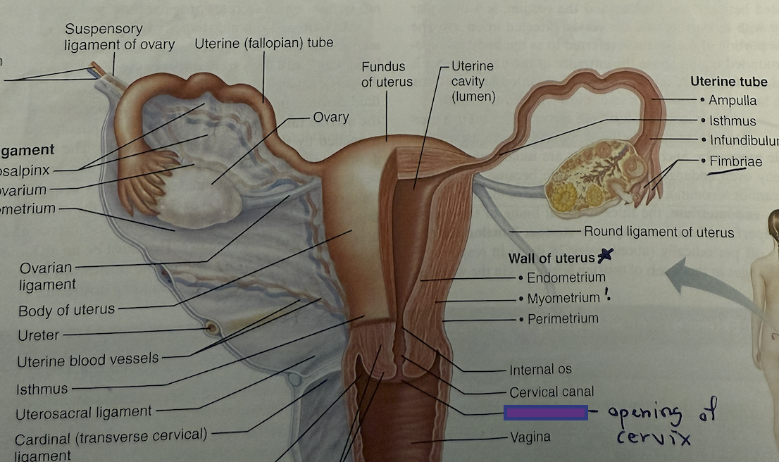 <p>What is this and its function?</p>