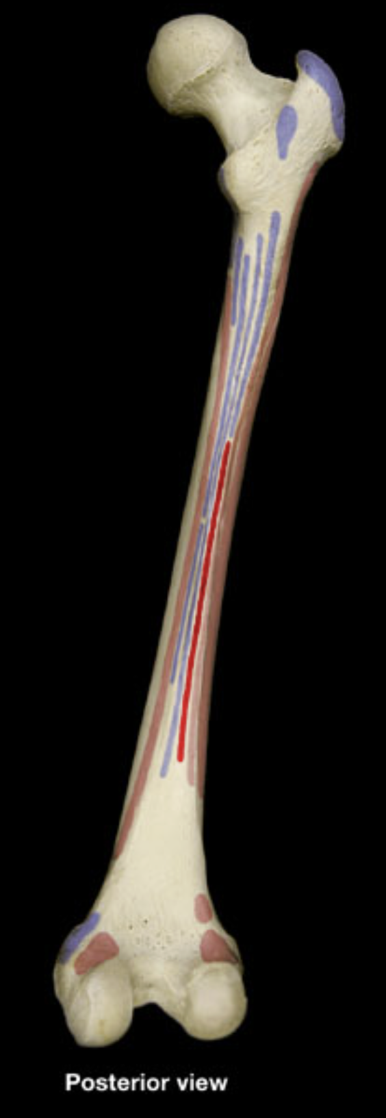 <p>linea aspera of femur</p><p>lateral supracondylar ridge of femur</p>