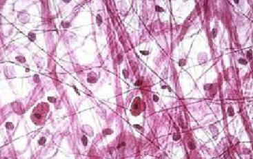 <p>ID Tissue (be specific)</p>