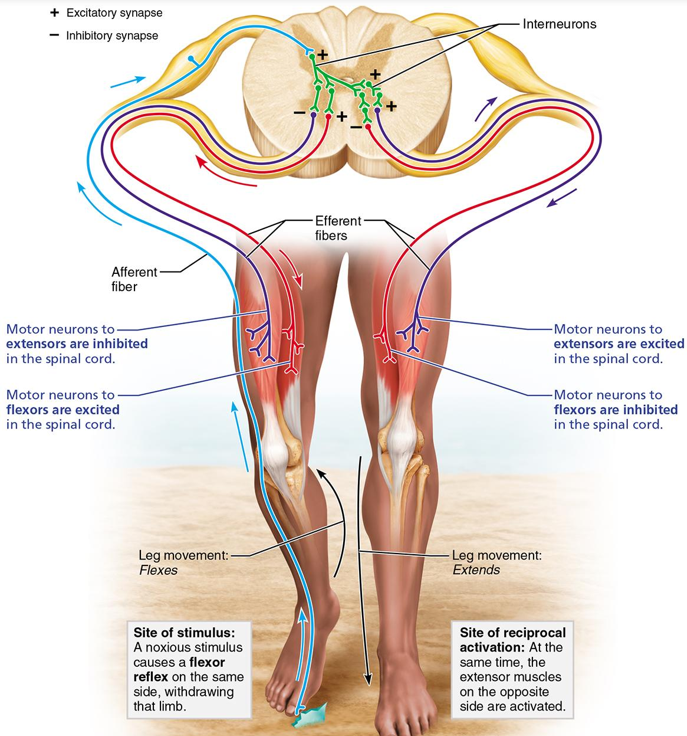 <p>ipsilateral withdrawal reflex and contralateral extensor reflex</p>