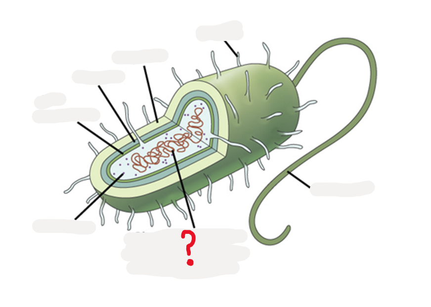 <p>What does is this part of the Bacteria?</p>