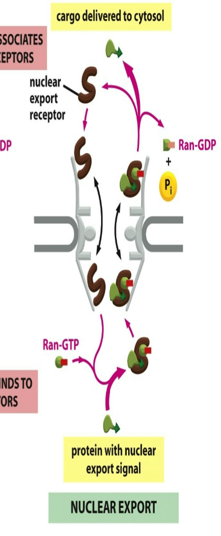 <p>role of nuclear export receptor when RAN binds:</p>