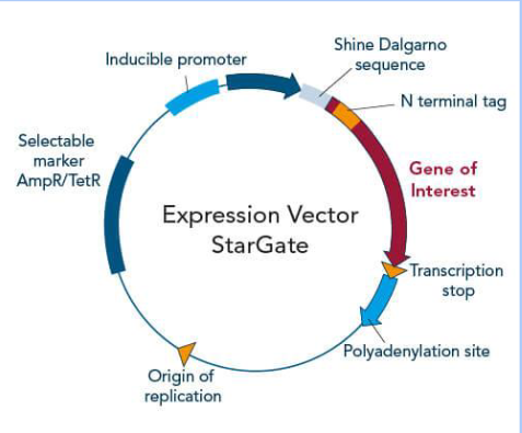 <p><span><span>Describe the necessary features of shuttle vectors</span></span></p>