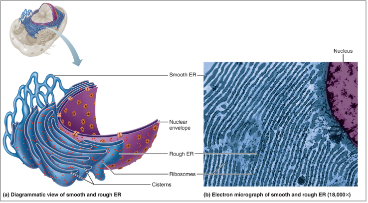 <p>Fill in the blanks: Cytoplasmic Organelles</p><ul><li><p><span style="background-color: transparent;"><strong>Endoplasmic reticulum</strong>—system of membrane-walled ___ and ___ throughout cytoplasm</span></p><ul><li><p><span style="background-color: transparent;"><strong>Rough E R</strong>—ribosomes stud the external surfaces</span></p></li><li><p><span style="background-color: transparent;"><strong>Smooth E R</strong>—consists of tubules in a branching network</span></p><ul><li><p><span style="background-color: transparent;">No ribosomes are attached; therefore, no ___ ___</span></p></li></ul></li></ul></li></ul><p></p>