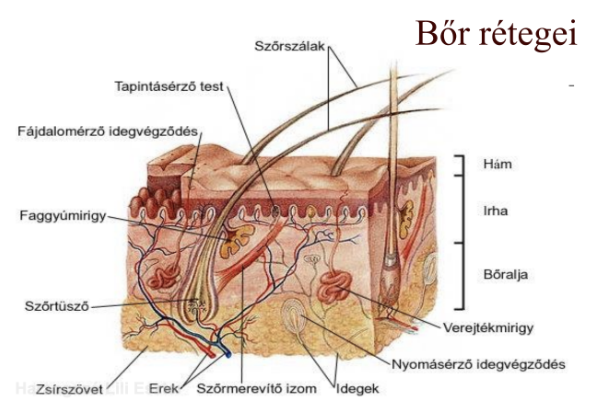 <ul><li><p style="text-align: justify;"><span style="background-color: transparent;"><em>Integumentum commune</em></span></p></li><li><p style="text-align: justify;"><span style="background-color: transparent;">Testet kívülről borítja</span></p></li><li><p style="text-align: justify;"><span style="background-color: transparent;">Nagy kiterjedésű</span></p></li><li><p style="text-align: justify;"><span style="background-color: transparent;">Bonyolult felépítésű érzékszerv</span></p></li><li><p style="text-align: justify;"><span style="background-color: transparent;">Felszíne kb. <strong>2 m<sup>2</sup></strong></span></p></li><li><p style="text-align: justify;"><span style="background-color: transparent;">Vastagsága <strong>0,5-5 mm</strong> közötti</span></p></li><li><p style="text-align: justify;"><span style="background-color: transparent;">Legvastagabb a talpon, legvékonyabb a szemhéjon</span></p></li></ul><p></p>