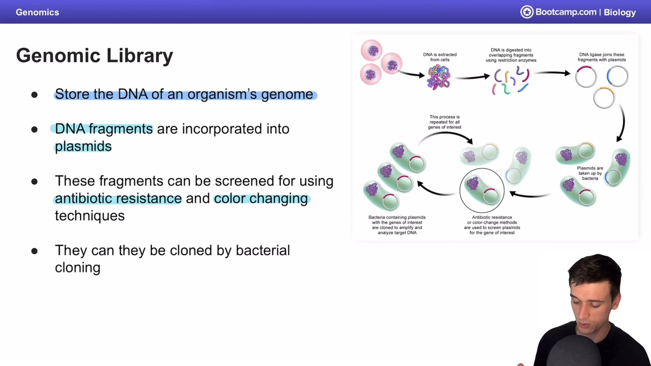 <p>Storing of an organism’s genome </p><p></p><p>DNA fragments incorperated into plasmids, screened for using using antibiotic resistance and color changing techniques, cloned by bacterial cloning </p>